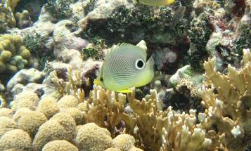 fish in reef community