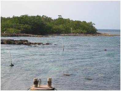 mangroves embracing coastal area around the lab