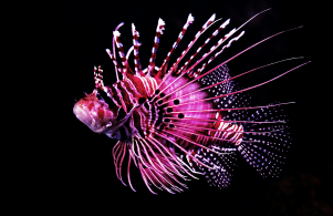 image of lionfish