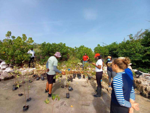 Volunteers from Sandals Resorts International, Sandals Foundation and The University of the West Indies Discovery Bay Marine Laboratory gather to plant mangrove seedlings at the Salt Marsh.
