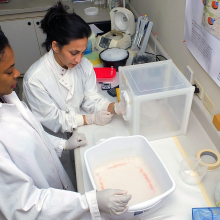 Dr. Rupika Delgoda and Dr. Sheena Francis of the Natural Products Institute in Jamaica observing equipment from Seeding Labs