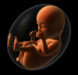 foetus.jpg