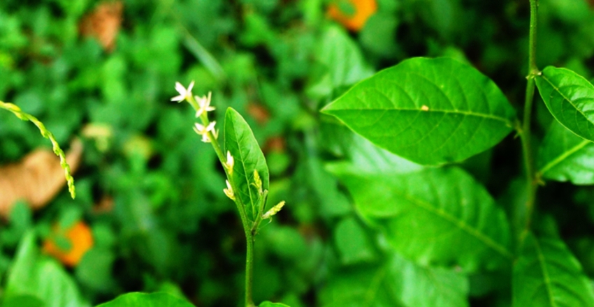 Guinea henweed (scientific name Petiveria alliacea L., botanical family Phytolaccaceae) is considered an important Jamaican ‘bus