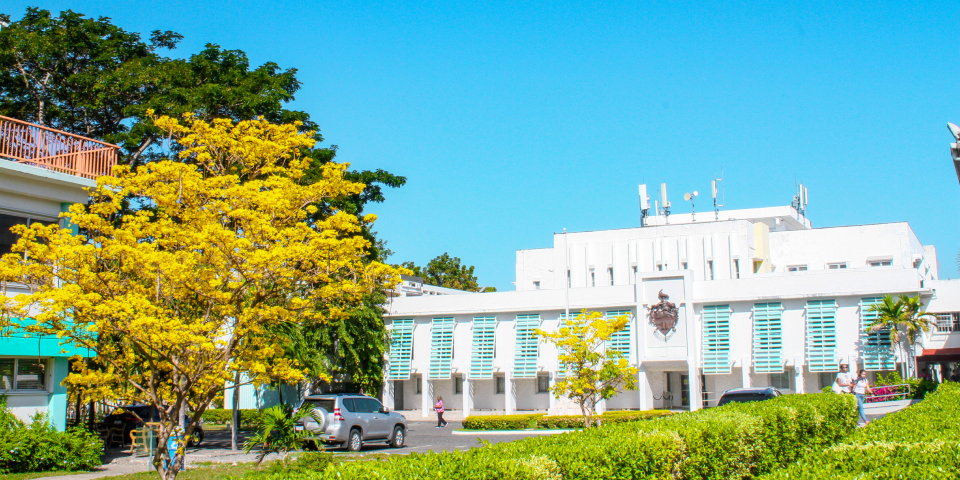 View of Annex with Poui Tree